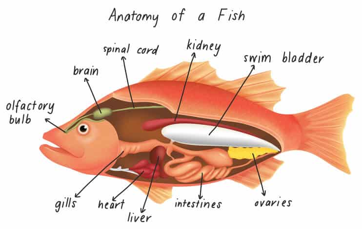 anatomy-of-a-fish-showing-swim-bladder