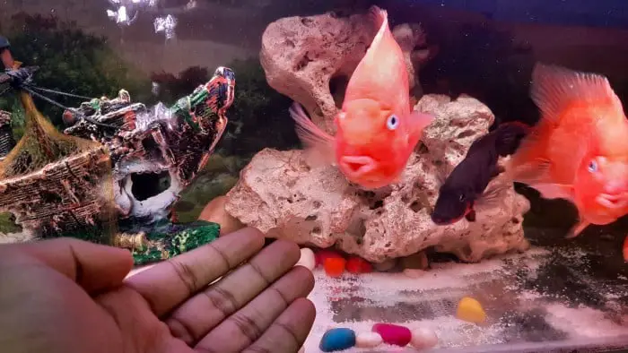 how-to-tell-if-a-rock-is-safe-for-aquarium