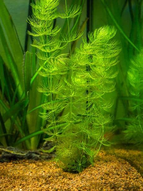 hornwort-growing-in-a-substrate-in-planted-aquarium