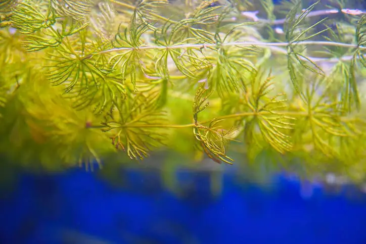 Does Hornwort Need Substrates? (With Pros And Cons)