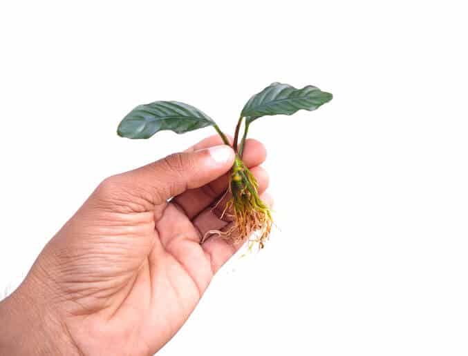 a-hand-holding-anubias-aquarium-plant-out-of-water