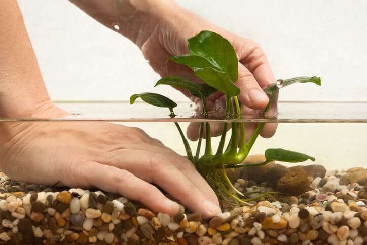How Long Can Anubias Be Out Of Water? (Explained)