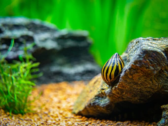 nerite-snail-crawling-on-rock-inside-aquarium