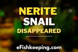 Nerite Snail Disappeared? Why & Where To Find? (Explained)