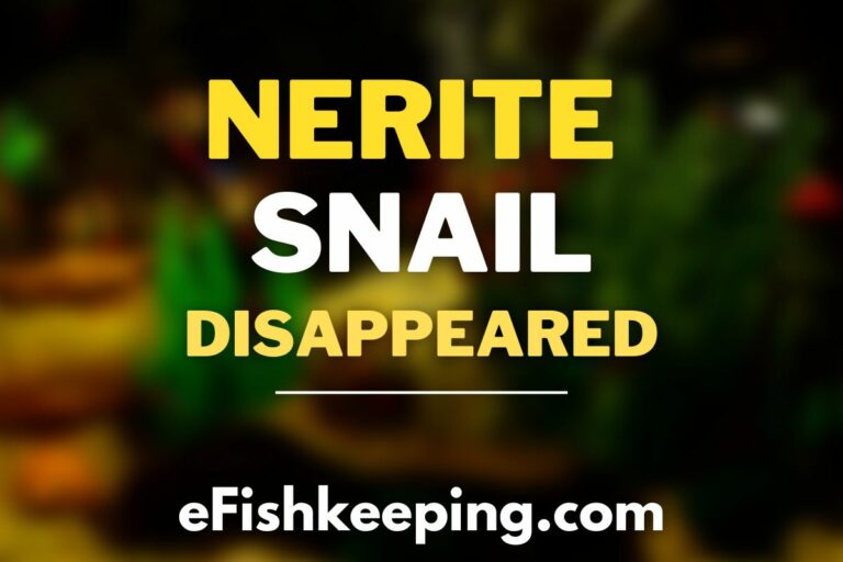 nerite-snail-disappeared
