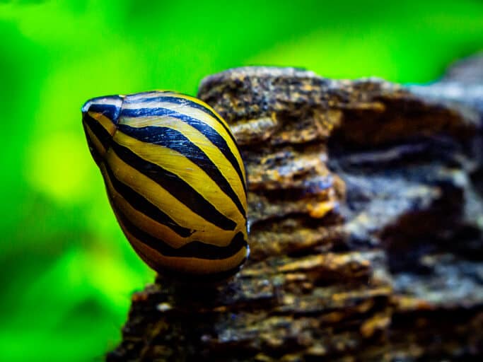 nerite-snail-on-a-fish-tank-decoration