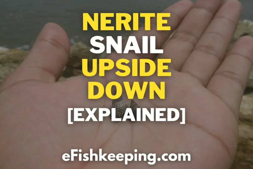 Nerite Snail Upside Down? (Top 7 Possibilities To Consider!)