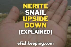 nerite-snail-upside-down
