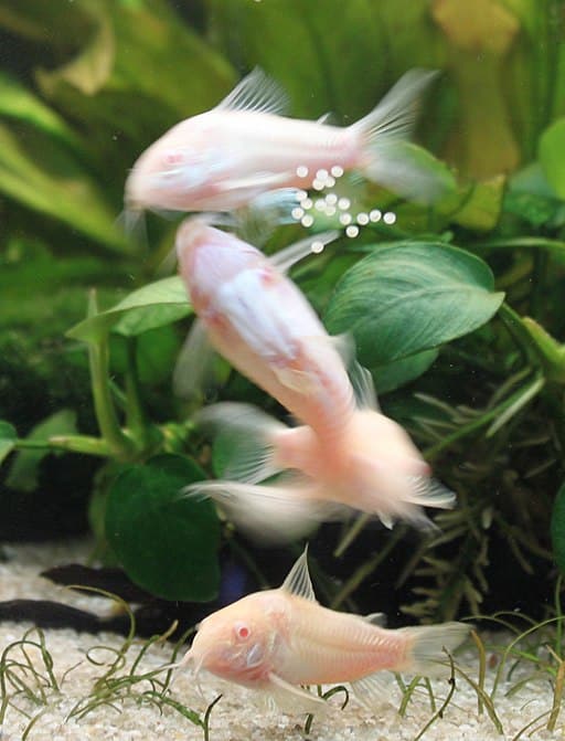 albino-cory-catfish-spawning