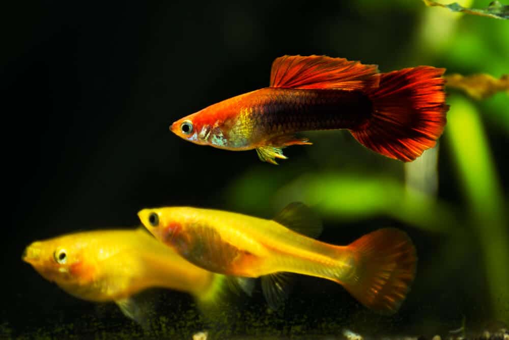 beautiful-and-colorful-guppies-in-a-fish-tank