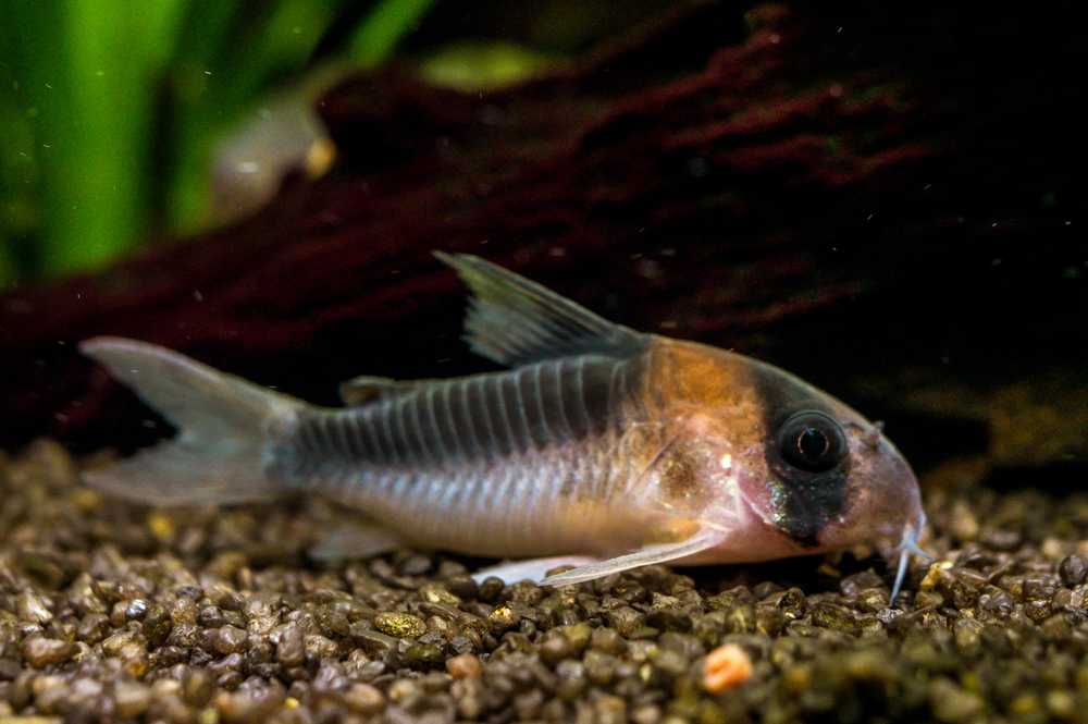 cory-catfish-closeup-in-aquarium