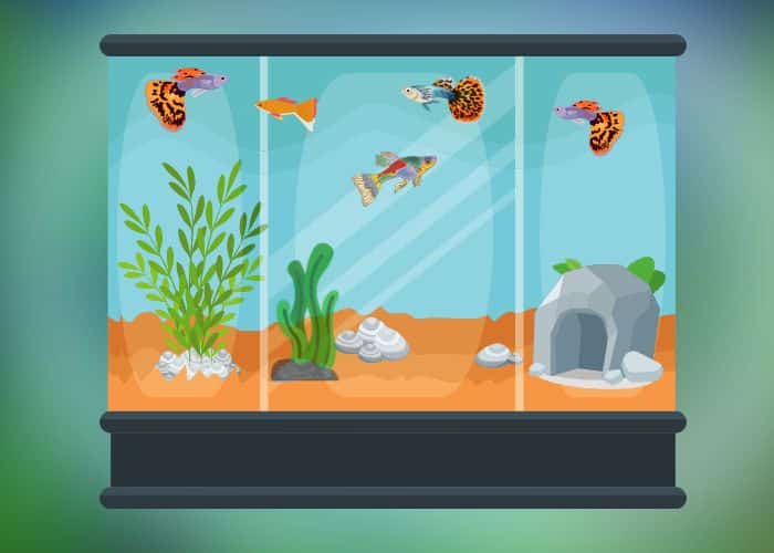 many-guppies-in-a-tank-with-plants-and-hiding-place-illustration