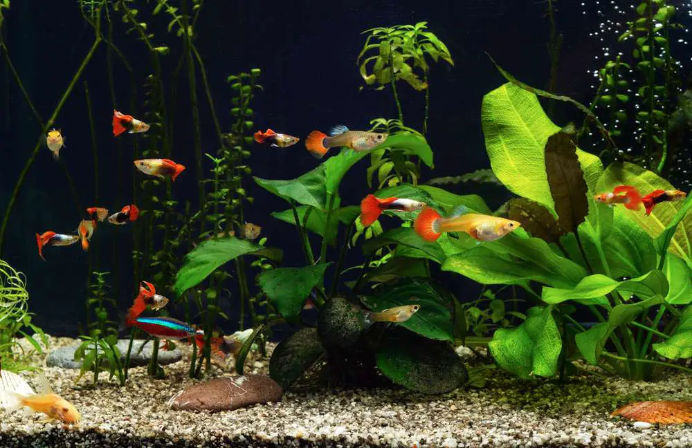 freshwater-aquarium-with-plants-and-guppies