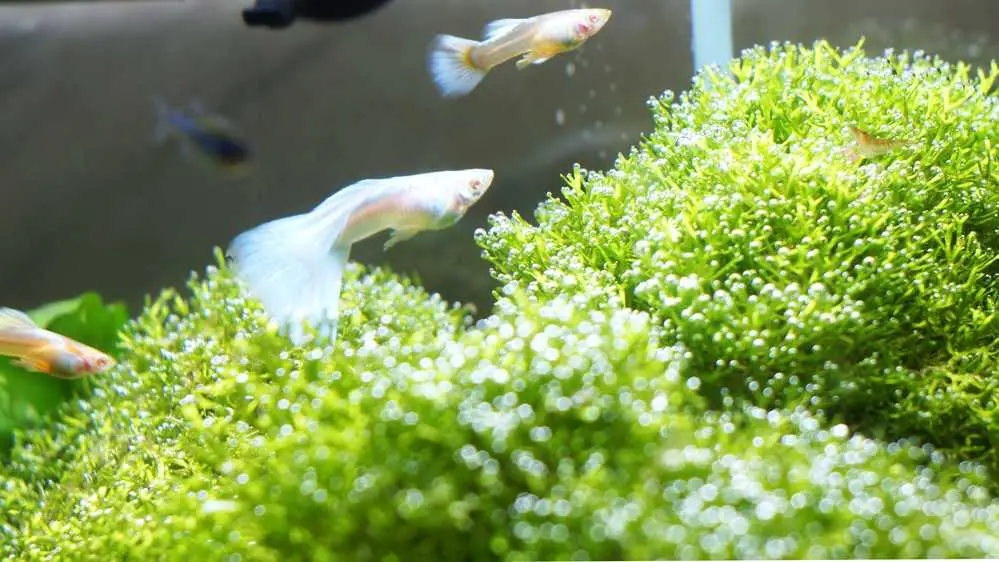 guppy-fish-in-a-planted-aquarium