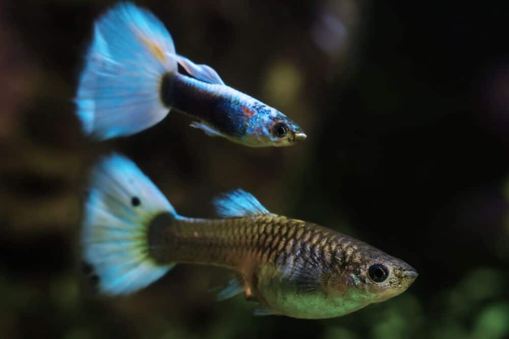 pregnant-female-guppy-and-male-guppy-in-an-aquarium