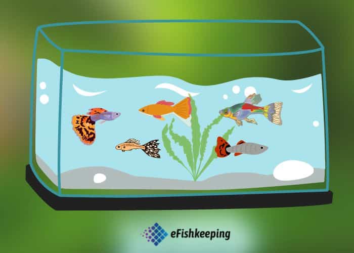 Will Different Types Of Guppies School Together?