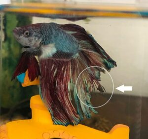 Image result for Fin Rot Or Fin Nipping? Here's How To Know! - eFishkeeping