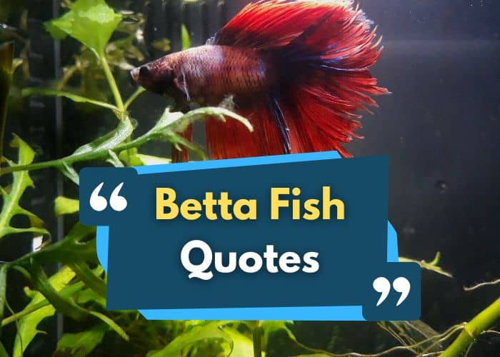 betta-fish-quotes