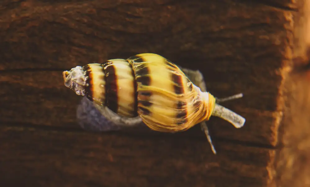 can-assassin-snails-live-out-of-water