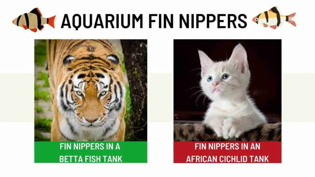 fin-nipper-fish-meme