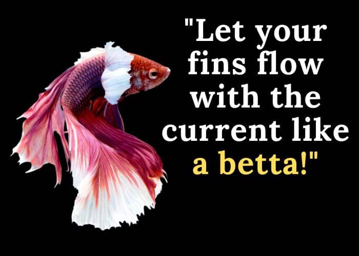 betta-fish-quotes