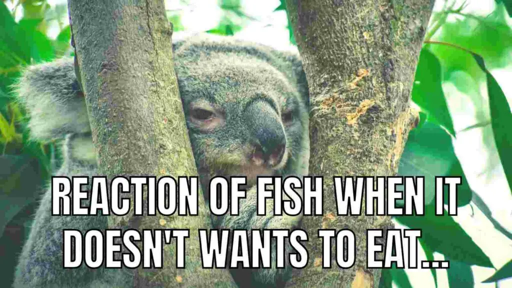 feeding-fish-meme