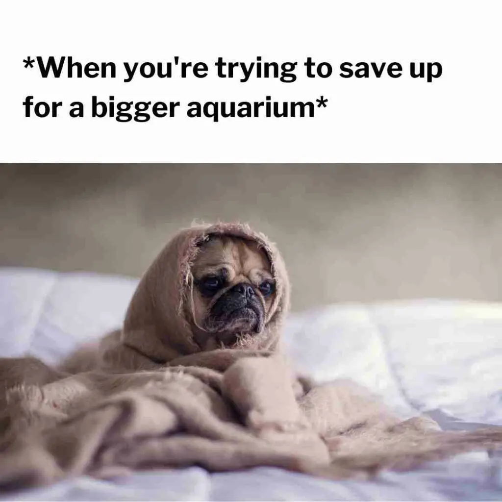 funny-fish-aquarium-meme