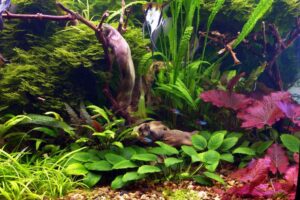 Why Are Anubias So Expensive? [Reasons + Cheap Alternatives]
