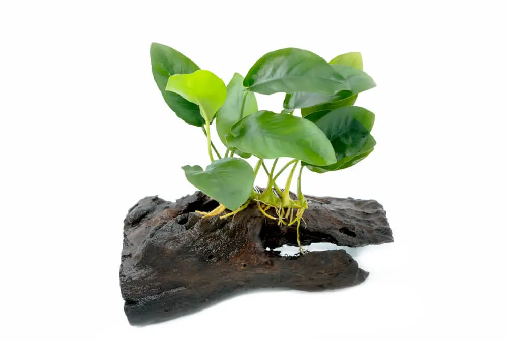 anubias-plant-on-a-driftwood-isolated-on-white-background