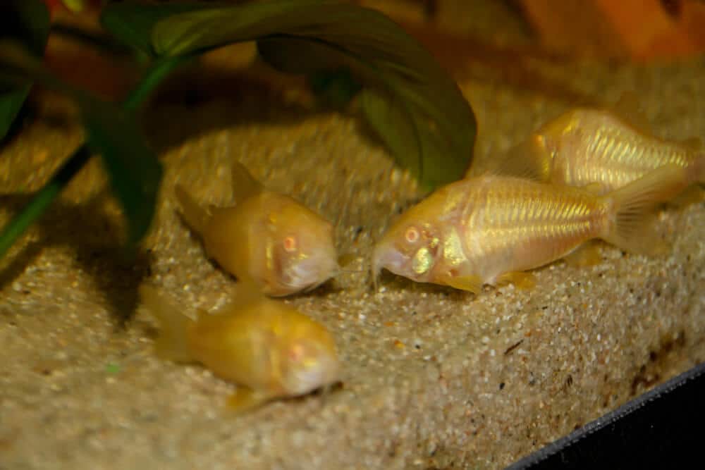 albino-cory-catfish-in-a-fish-tank-closeup