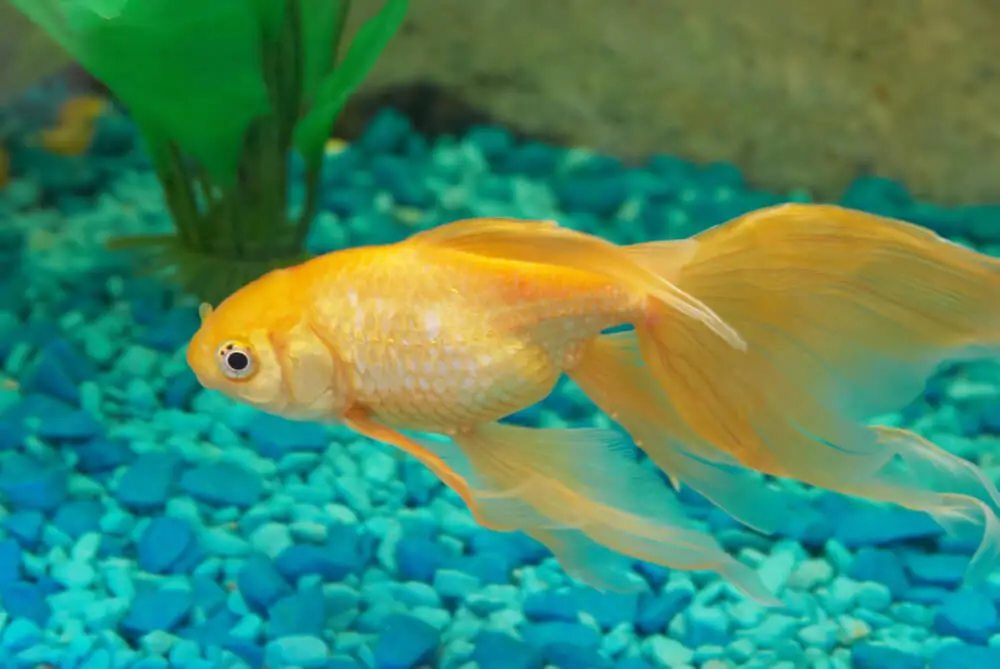 are-goldfish-bottom-feeders