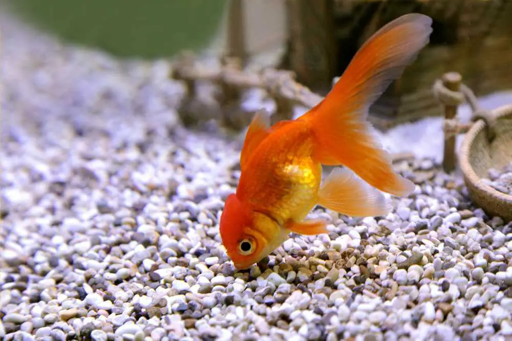 Are Goldfish Bottom Feeders? (A Beginner-Friendly Guide!)