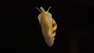can-assassin-snails-live-out-of-water