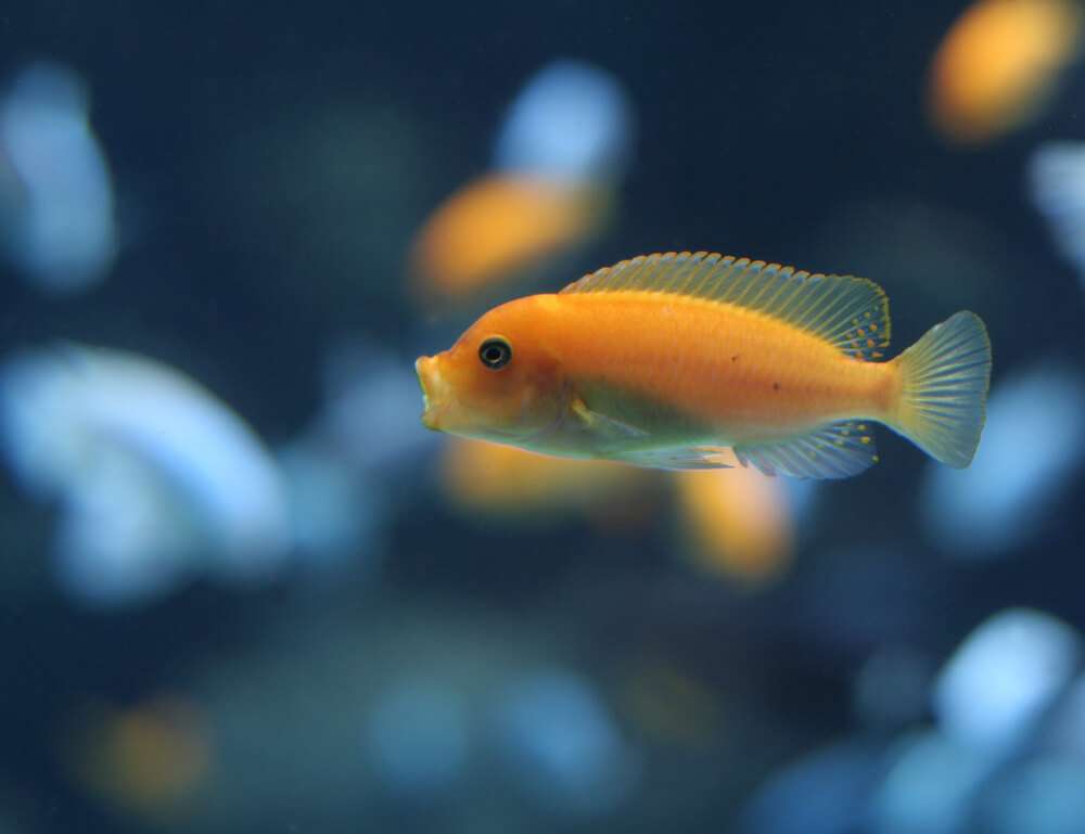 orange-cichlid-fish-with-open-mouth