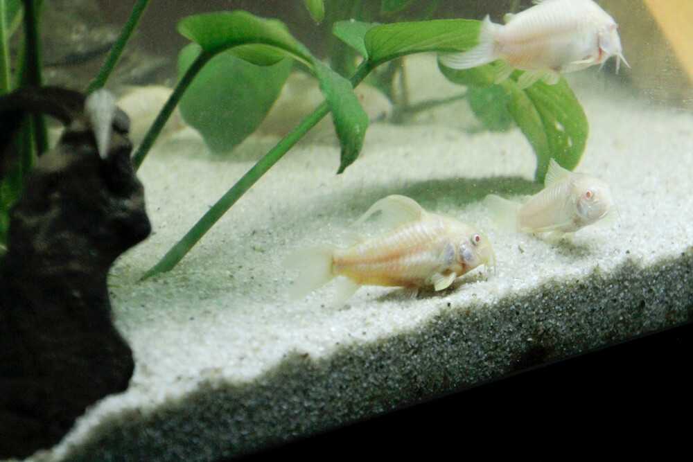 Do Cory Catfish Need Bubbler? Do They Like Current?
