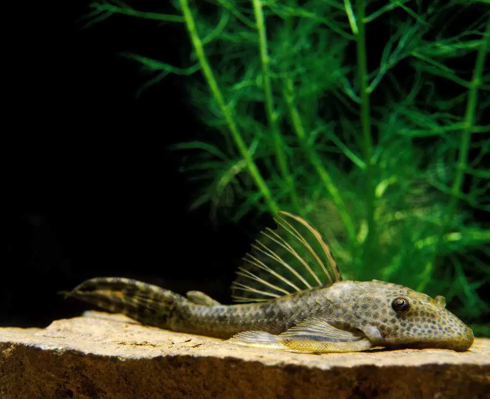 do-plecos-sleep