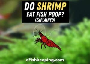 Do Shrimp Eat Fish Poop? [What You Should Know!]
