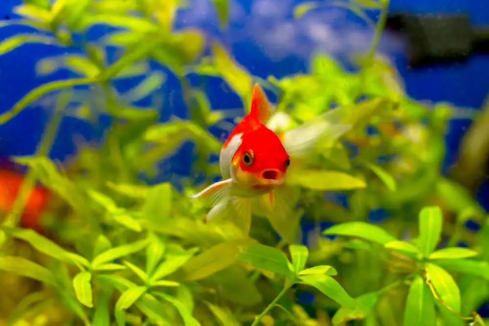 fish-displaying-yawning-like-behavior-in-a-fish-tank