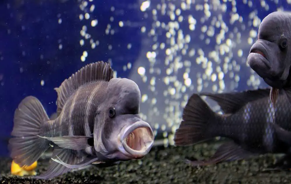 fish-with-open-mouth-displaying-aggression