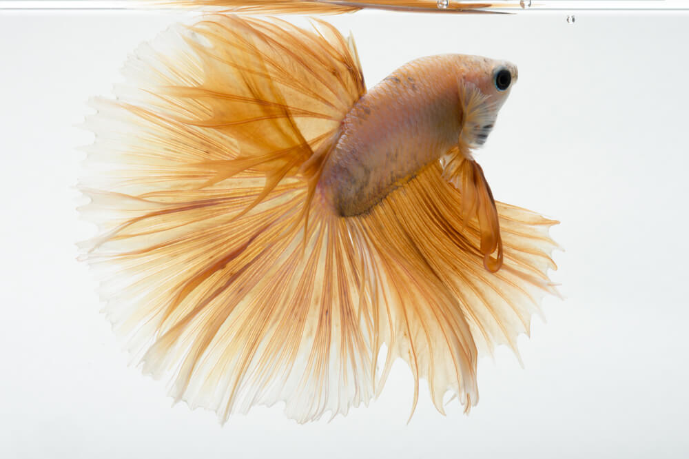 How Old Are Betta Fish At Pet Stores?