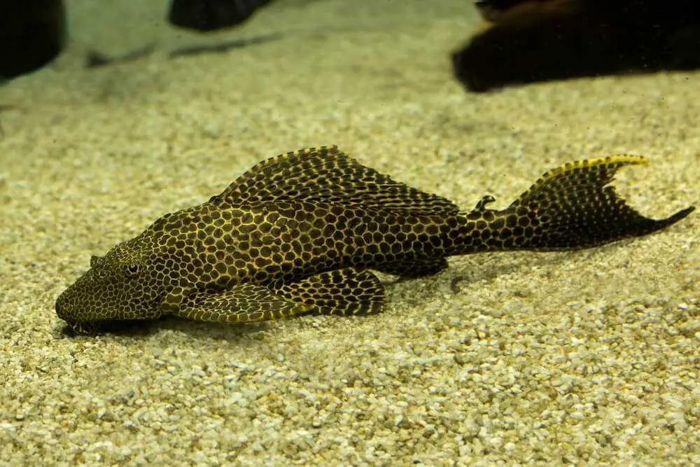 Will Plecos Eat Fry? Top 4 Tips To Protect (+ Alternatives)