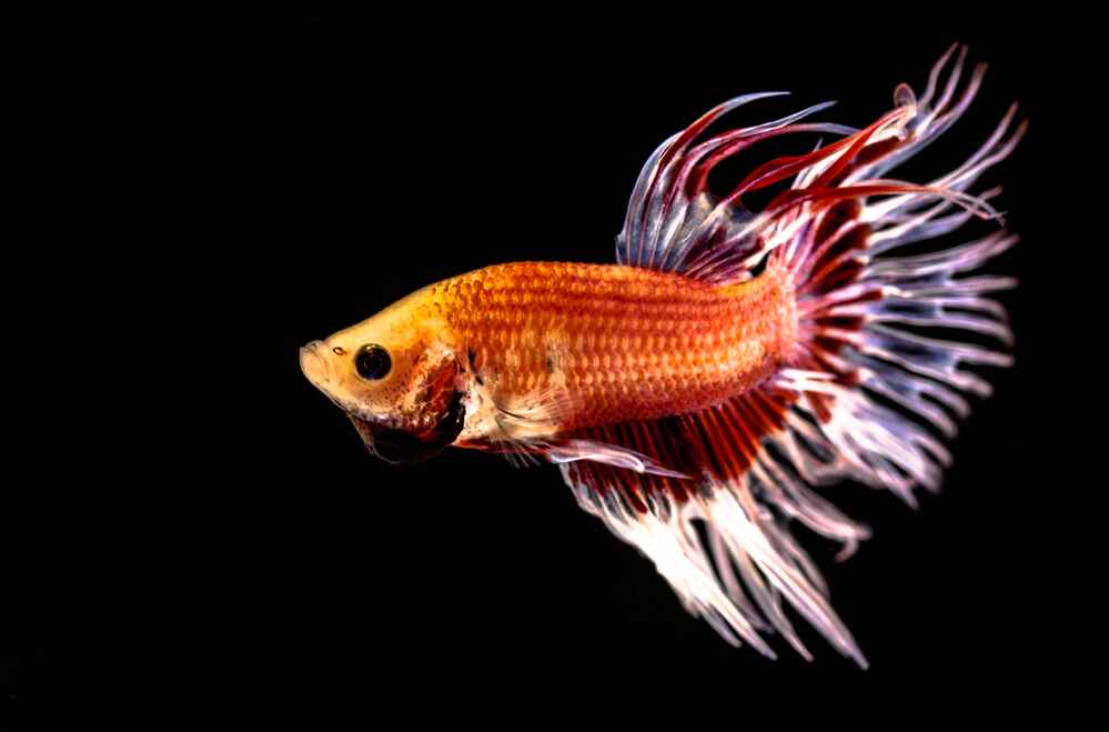 Betta Fish Black Gills: Is It Normal? All You Need To Know!