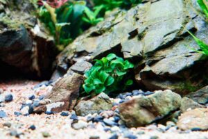 can-anubias-grow-without-leaves