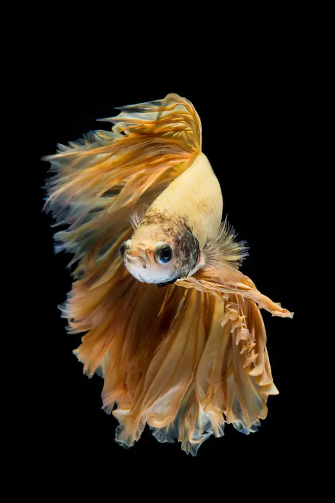 betta-fish-black-gills