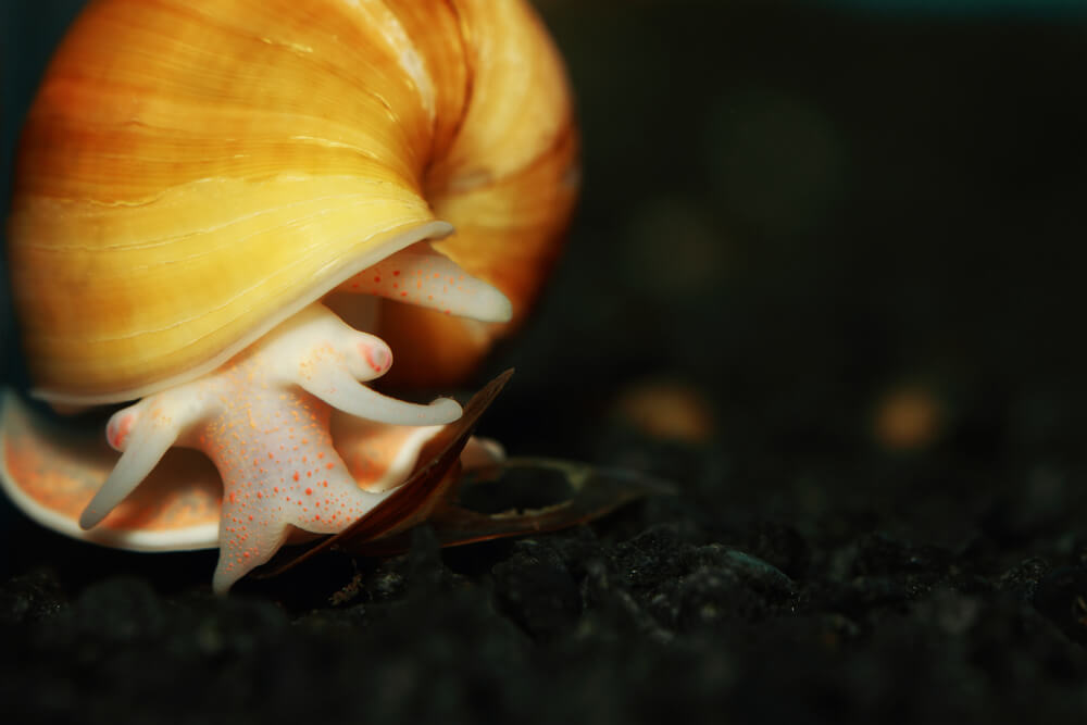 Do Mystery Snails Eat Fish Poop? (Here’s The Truth!)
