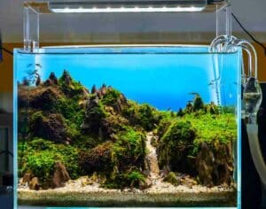 Top 6 Reasons Why Fish Tank Water Evaporates (+ Fixes!)