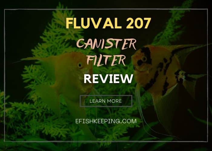 Fluval 207 Canister Filter Review: The Ultimate Analysis!