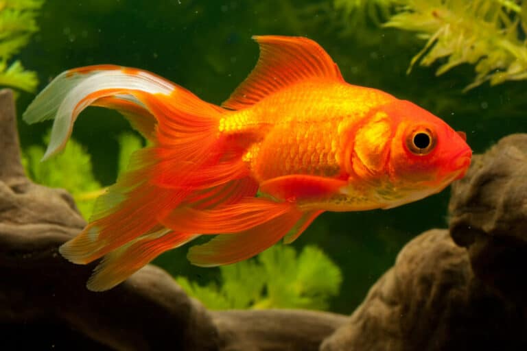 are-goldfish-blind