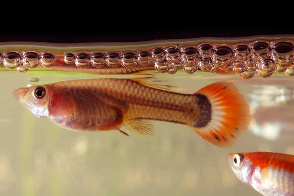 guppies-swimming-at-the-top-of-the-fish-tank