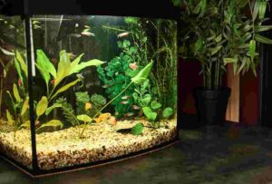 Can You Use Aquarium Water For Plants?